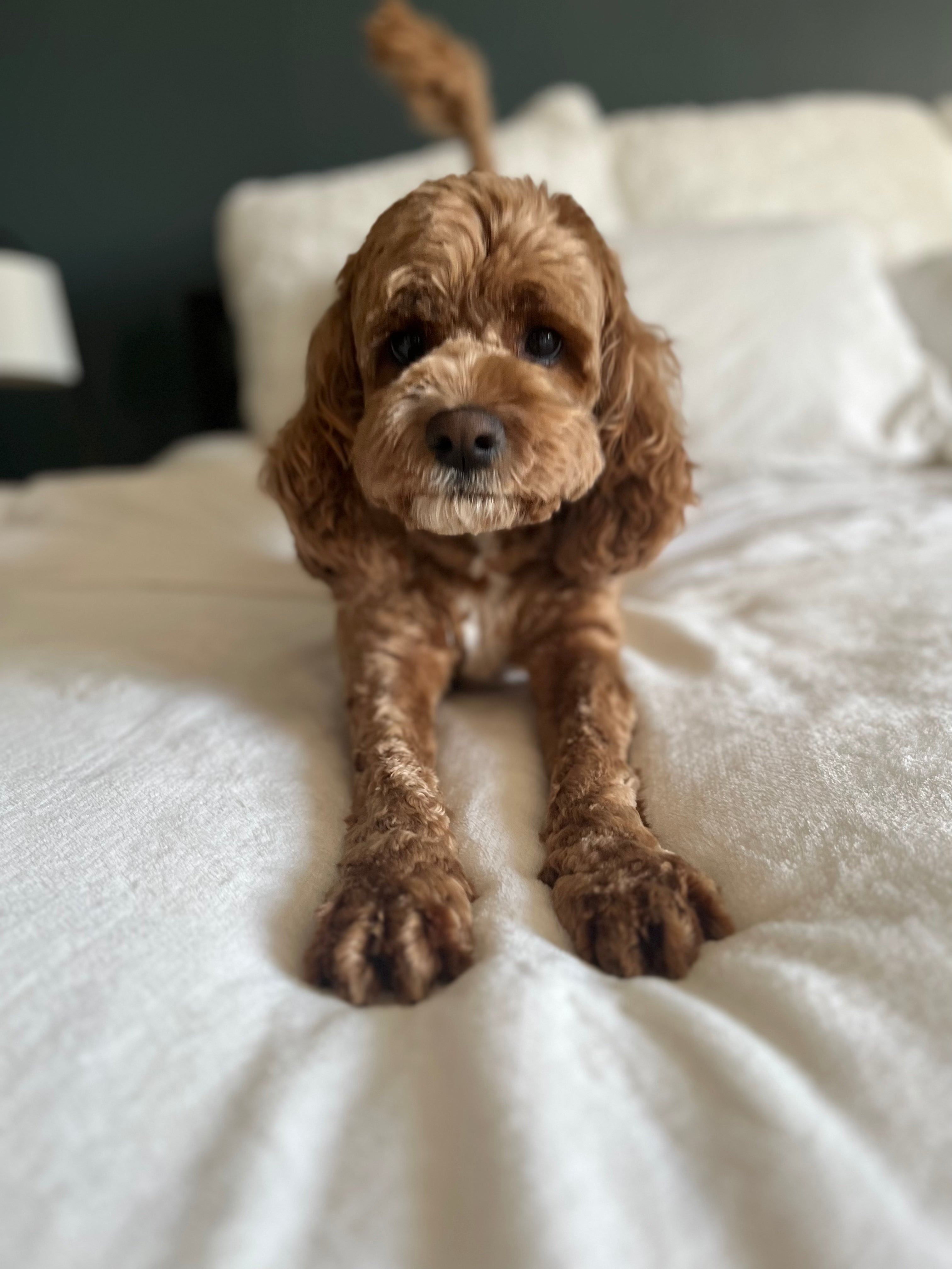 Bella